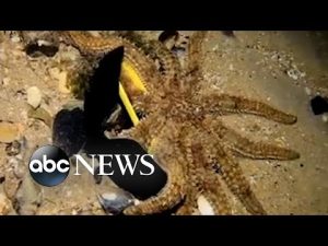 Read more about the article Diver frees starfish from sunglasses