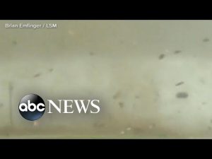Read more about the article Dramatic video of Texas twisters