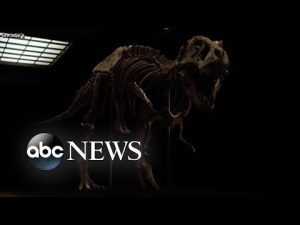 Read more about the article Colossal mystery solved