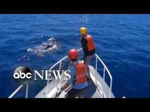 Read more about the article Entangled humpback whale cleared of marine debris off Maui l ABC News