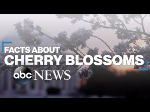 Read more about the article Cherry blossoms: Fast facts