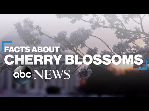 You are currently viewing Cherry blossoms: Fast facts