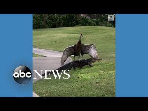 Read more about the article Crane scares alligator off Florida golf course