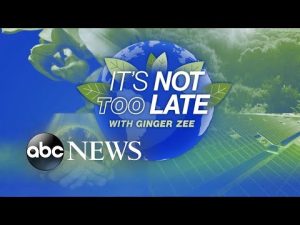 Read more about the article It’s Not Too Late: Saving the manatees