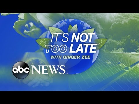 You are currently viewing It’s Not Too Late: Saving the manatees