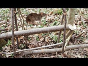 Read more about the article Vietnamese Rat Trap for Jungle Survival