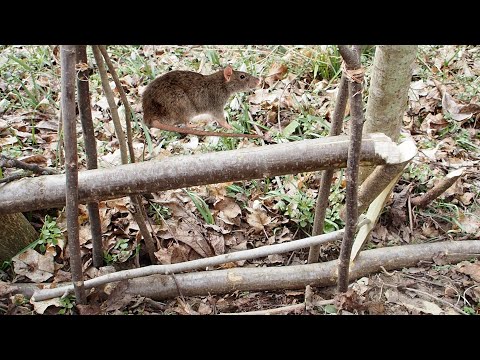Read more about the article Vietnamese Rat Trap for Jungle Survival