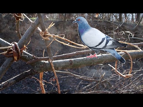 You are currently viewing Vietnamese Bird Snare Trap