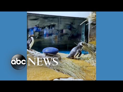 You are currently viewing Penguins begin nesting season at Chicago aquarium