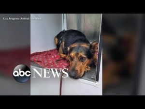 Read more about the article Dramatic dog rescue