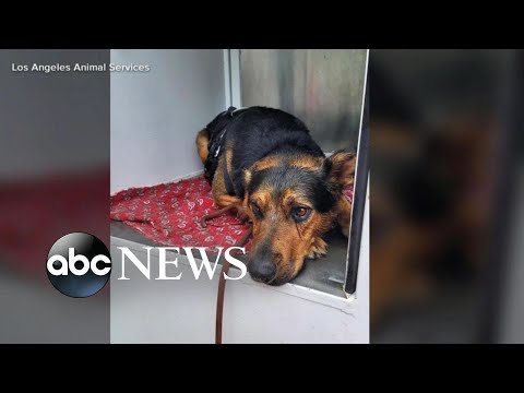Read more about the article Dramatic dog rescue