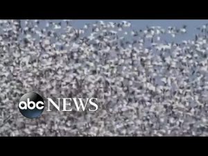 Read more about the article Thousands of snow geese migrating north