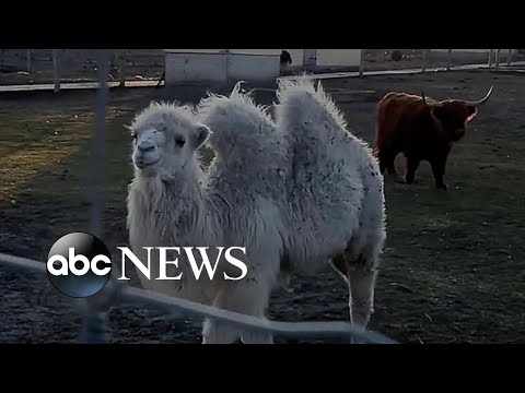 You are currently viewing Ukrainians try rescuing zoo animals amid war