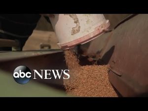 Read more about the article War in Ukraine impacts global food supply