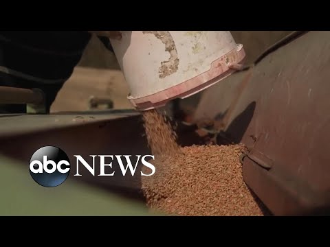 Read more about the article War in Ukraine impacts global food supply