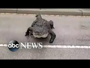 Read more about the article Florida gator crosses busy street l ABC News