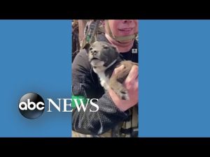 Read more about the article Puppy rescued from rubble in eastern Ukraine