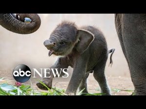 Read more about the article A baby elephant, Holy Week, and a forest in bloom: World in Photo, April 14