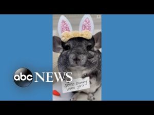 Read more about the article Chinchilla delivers special Easter message