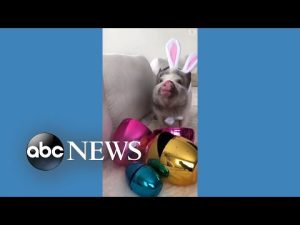Read more about the article Adorable pig dresses up as Easter bunny