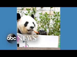 Read more about the article Animals enjoy Easter treats at Australian zoo