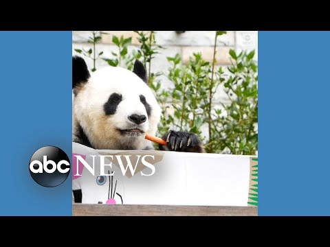 You are currently viewing Animals enjoy Easter treats at Australian zoo