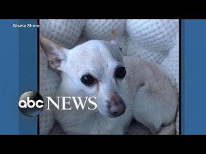 Read more about the article ‘Oldest dog living’