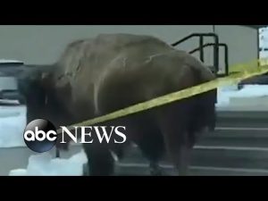 Read more about the article Bison tears down safety tape outside hotel
