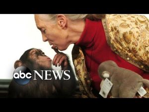 Read more about the article Apple partners with Dr. Jane Goodall to confront the climate crisis | ABCNL