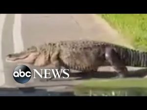 Read more about the article Alligator seen sauntering through Florida neighborhood