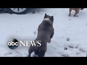 Read more about the article Dogs enjoy snow day in Buffalo l ABC News
