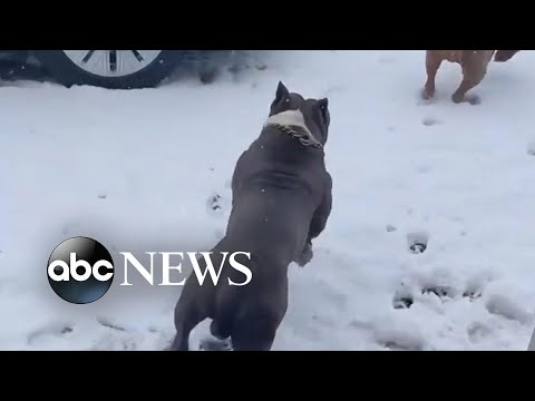 You are currently viewing Dogs enjoy snow day in Buffalo l ABC News