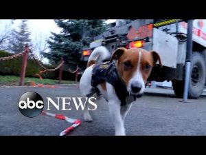 Read more about the article Ukrainian bomb-sniffing dog helps clear bombs l WNT