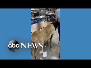 Read more about the article ‘White powder’ found in stuffed reindeer donated to charity l ABC News