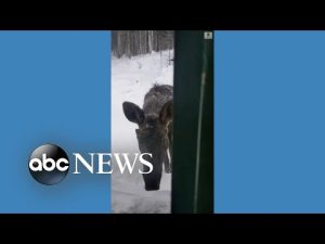 Read more about the article Moose shows up at Alaska homeowner’s door