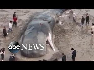 Read more about the article Authorities return beached whale to ocean