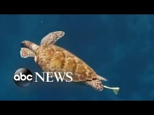 Read more about the article Stunning footage shows tourist swimming alongside sea turtle