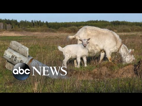 You are currently viewing How climate is a casualty of the war in Ukraine l ABCNL
