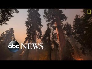 Read more about the article Celebrating Earth Day from the sequoia treetops