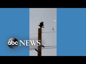 Read more about the article Persistent little bird bullies bald eagle off perch