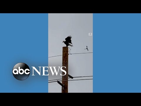 You are currently viewing Persistent little bird bullies bald eagle off perch