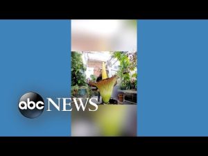 Read more about the article Foul-smelling corpse flower blooms in Michigan