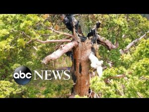 Read more about the article The fight to save our planet’s forests