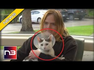 Read more about the article Beloved Kitty Shot With Arrow, What He Did Next Was BAD A**