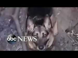 Read more about the article Dog rescued after falling down hole l ABC News