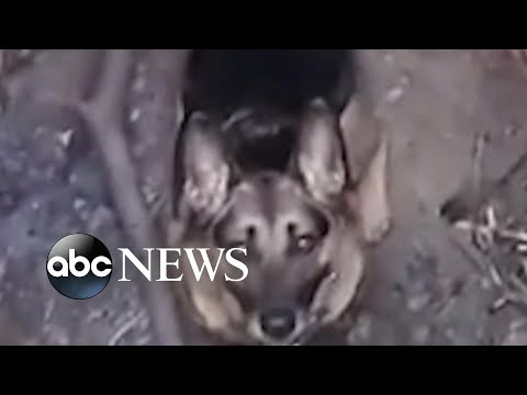 You are currently viewing Dog rescued after falling down hole l ABC News