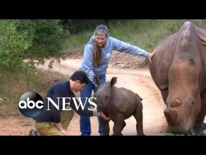 Read more about the article Baby rhinos give hope to saving endangered species