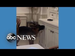 Read more about the article German shepherd opens cabinet to grab treats