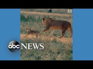 Read more about the article Lion cubs make debut at Australia zoo