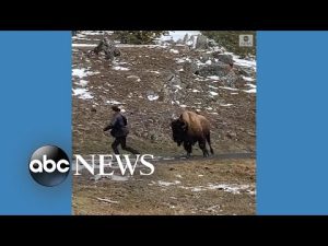 Read more about the article Bison charges Yellowstone visitor who got too close